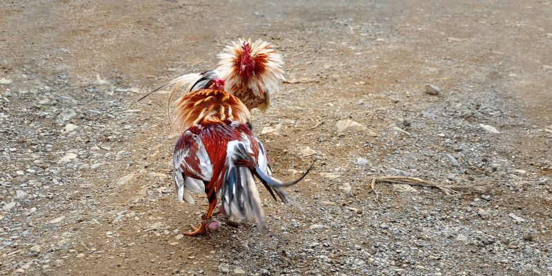 Lịch Sử và Sự Phát Triển Của Đá Gà Tại Việt Nam